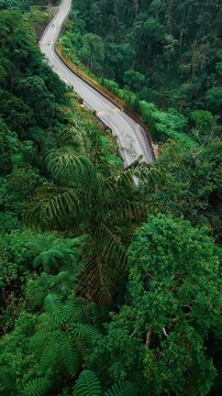 Aerial view serpentine in Titiwangsa Mountains, Kuala Lumpur Genting Highlands, Malaysia. Cars and scooters drive along a twisting road. Vertical video 4k. Scenic landscape of bright green huge trees