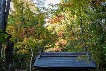 Fototapeta premium 大徳寺高桐院境内の紅葉