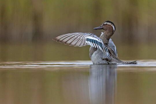 Male Garganey (Spatula querquedula) spreading wings on water. Behavioral wildlife photography of a rare duck.