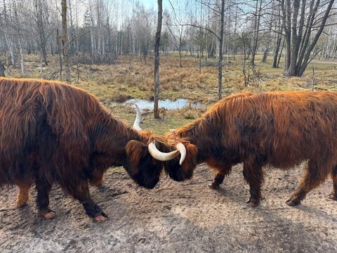 Scottish Highland cows headbutting on muddy wetland road in spring forest 