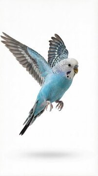 Blue Budgerigar Parakeet Flying Isolated on White Background Premium PSD