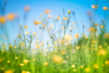Obraz premium Blurred Wildflower Field on a Sunny Day