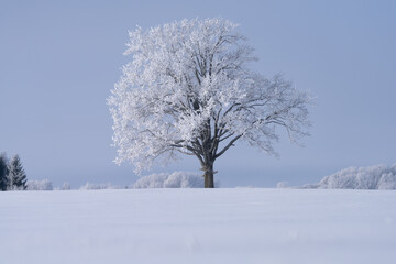 Fototapeta premium tree in snow. A beautiful Oak tree with white wrosted branches in the middle of the field.
