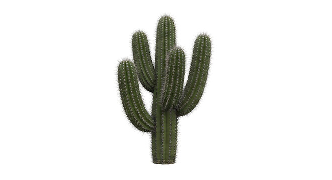 A single cactus stands tall against a plain backdrop. PNG, isolated on white background