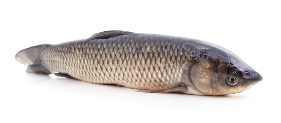 Obraz premium Fresh grass carp fish isolated on a white background.