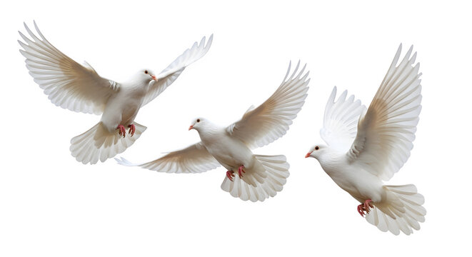 Three white doves flying in formation on transparent background
