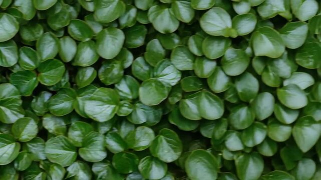 Focus on various angles of green leaves in a garden, showing the texture and density of the plants during daylight hours