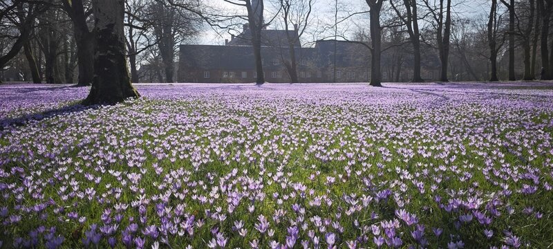Schlosspark in Husum zur Krokusbl&uuml;te