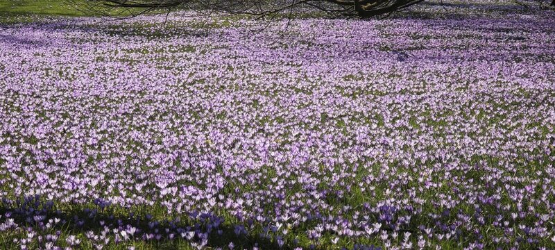 Krokusbl&uuml;te Husum