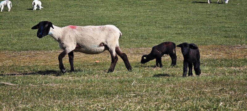 Schaf mit L&auml;mmern