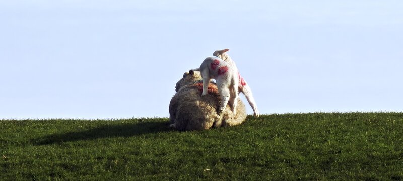 L&auml;mmer klettern auf Mutterschaft herum