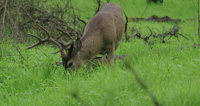 Buck with large antlers grazes on lush green grass in slow motion
