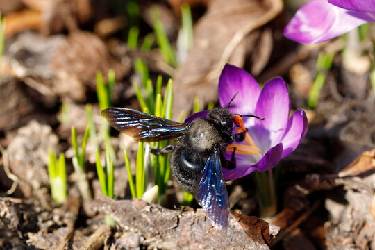 violet carpenter bee, Xylocopa violacea in the bud of a purple crocus in the sun, black bee collecting pollen