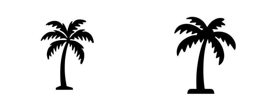 Silhouette of a Palm Tree against the Sky