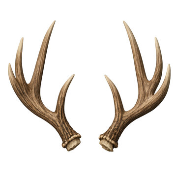 A pair of natural deer antlers with a matte texture and elegant form, perfect for rustic decor, hunting themes, or wildlife art, isolated on a transparent background for easy design integration.