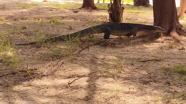 Monitor lizard on Mamutik Island in Tunku Abdul Rahman National Park, Malaysia, Borneo. Tropical island habitat with the reptile resting and moving near coastal vegetation.
