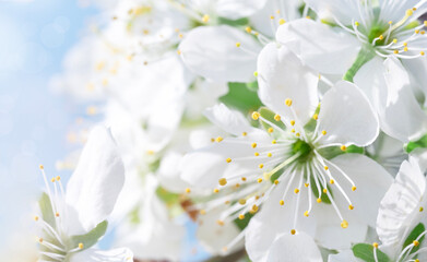 Fototapeta premium White Blossoms Against a Soft Blue Sky Background