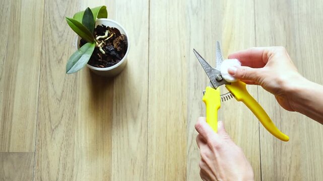 Disinfection of pruning tool before orchid care using spray and cotton pad in minimal indoor setting. Illustrates professional houseplant tool sterilization and responsible indoor gardening practice.