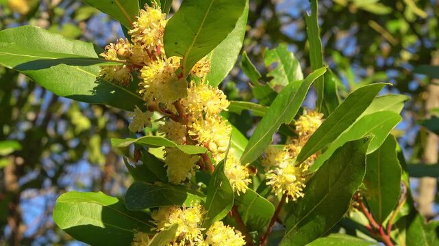 Close up views of flowers on trees Laurus nobilis or bay laurel under sunlight