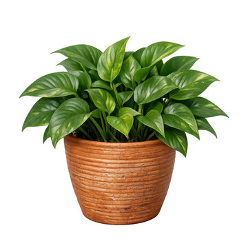 Lush Green Pothos Houseplant with Variegated Leaves in a Textured Terracotta Clay Pot, Healthy Indoor Plant for Home Decor, Isolated on Transparent Background for Graphic Design and Web Use