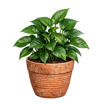 Vibrant Green Pothos Houseplant in a Rustic Textured Terracotta Pot, Healthy Indoor Foliage Plant for Home Decor, Isolated on Transparent Background for Easy Integration into Creative Designs.