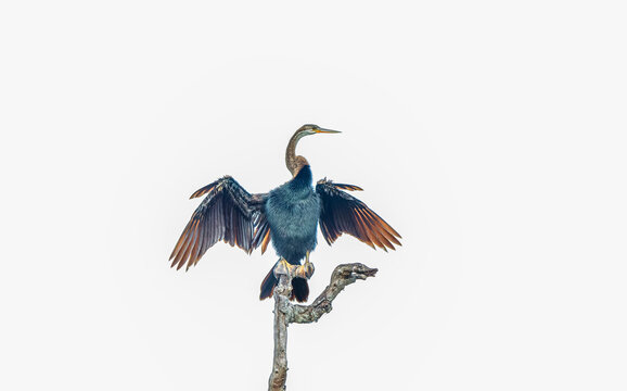 An oriental Darter, a tropical waterbird also commonly known as snakebird, spreading wings out to dry in the sun after hunting, on a white background.