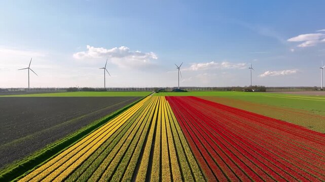 Aerial view of a wind farm and blooming tulip fields. Rows of colorful flowers in rural agriculture landscape. Renewable energy generators over Dutch countryside. Sustainable power technology.