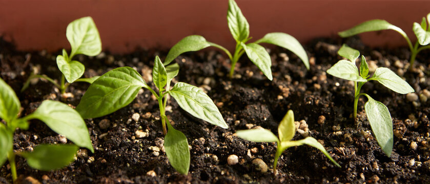 Pricked-out sweet pepper sprouts in a common box. Soil in the box with added perlite granules. Growing seedlings.