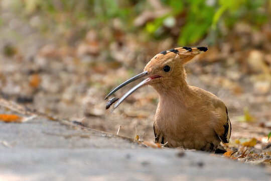 A beautiful close up view of a Common Hoopoe or Eurasian Hoopoe (Upupa epops), the bird is foraging on field in a blurred background. Kolkata, West Bengal, India
