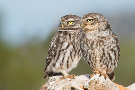 Little Owl (Athene noctua), male and female.