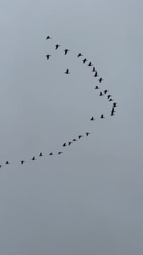 flock of seagulls