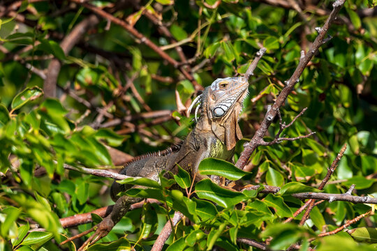 A large iguana perches among the trees in the Florida Keys