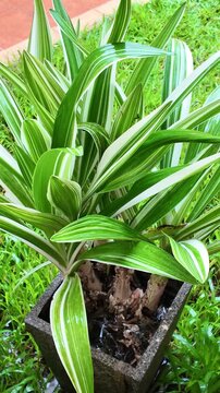 Asian Crinum Lily Leaves in Tropical Rain with Water Droplets