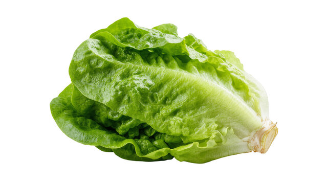 Isolated fresh green Romaine lettuce, healthy organic vegetable ready for a delicious salad