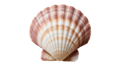 Isolated beautiful Atlantic bay scallop shell showcasing its natural ribbed texture and vibrant colors © Andrej