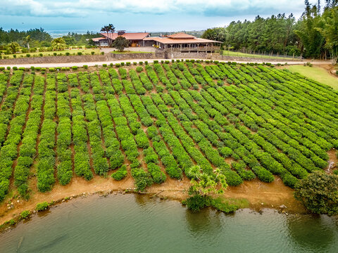 Aerial drone view of lush green tea fields at Bois Cheri Tea Plantation on the island of Mauritius