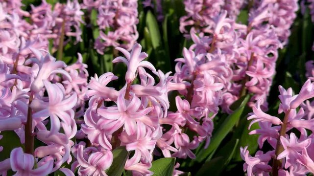 Hyacint flowers, close up of blooming pink flowers outdoor at daytime in a field with greenhouse during spring in The Netherlands.