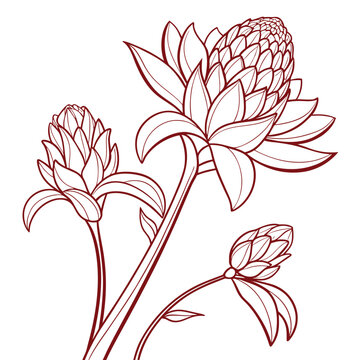 torch ginger vector