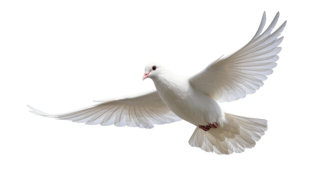 Isolated beautiful white dove in full flight with spread wings, symbolic bird of peace