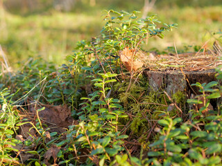 Obraz premium Moss-Covered Tree Stump with Lingonberry Plants Growing Around It in Golden Forest Light — Vaccinium vitis-idaea, Forest Succession, Natural Regeneration, Boreal Forest Floor