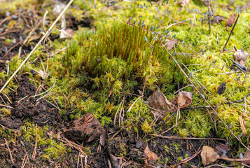 Fototapeta premium Fresh Sphagnum and Polytrichum Moss Carpet, Bog Cranberry Vines in Early Spring Wetland, Peat Soil and Forest Floor Biodiversity