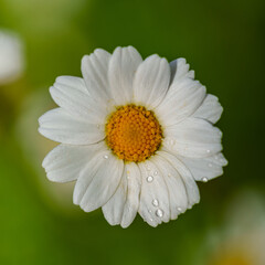 Obraz premium Close up of a beautiful blooming white daisy in the garden