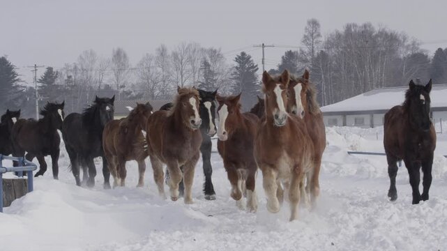 十勝牧場 馬追い運動