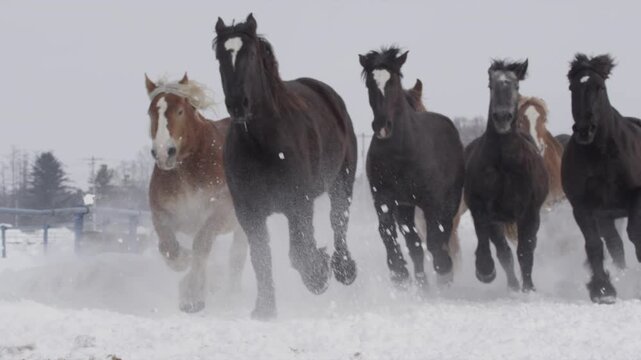 十勝牧場 馬追い運動