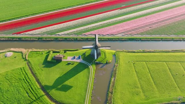 Aerial view of vibrant tulip fields in the Netherlands. Traditional Dutch windmill stands by a calm canal. Symmetrical rows of colorful flowers creating a stunning geometric pattern.
