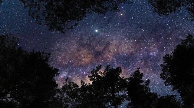 Ground-level perspective on starry sky with Milky Way from forest. Timelapse shot, Earth rotation concept. Camera is zooming out
