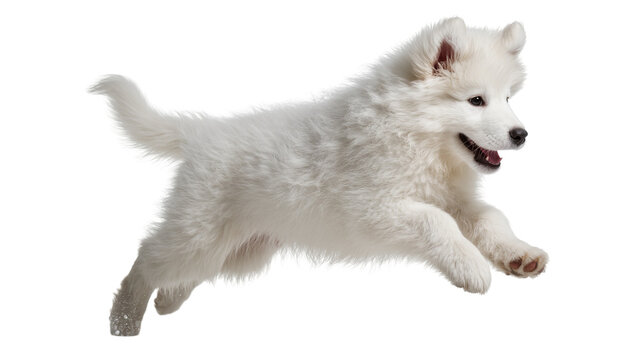 Isolated adorable fluffy white puppy jumping playfully with snow on its paw