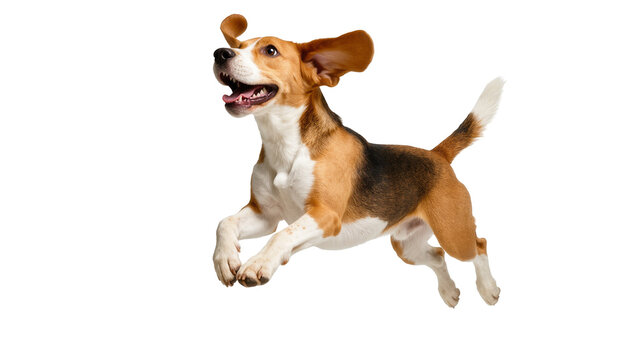 Isolated energetic beagle dog jumping with happy expression and flowing ears in mid-air motion