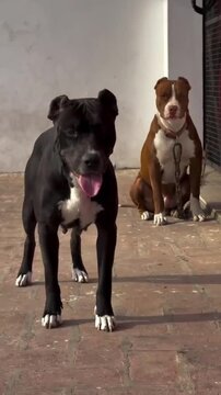 Pair of loyal Pit Bull Terrier dogs guarding a home.