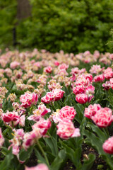 Obraz premium Field of pink flowers